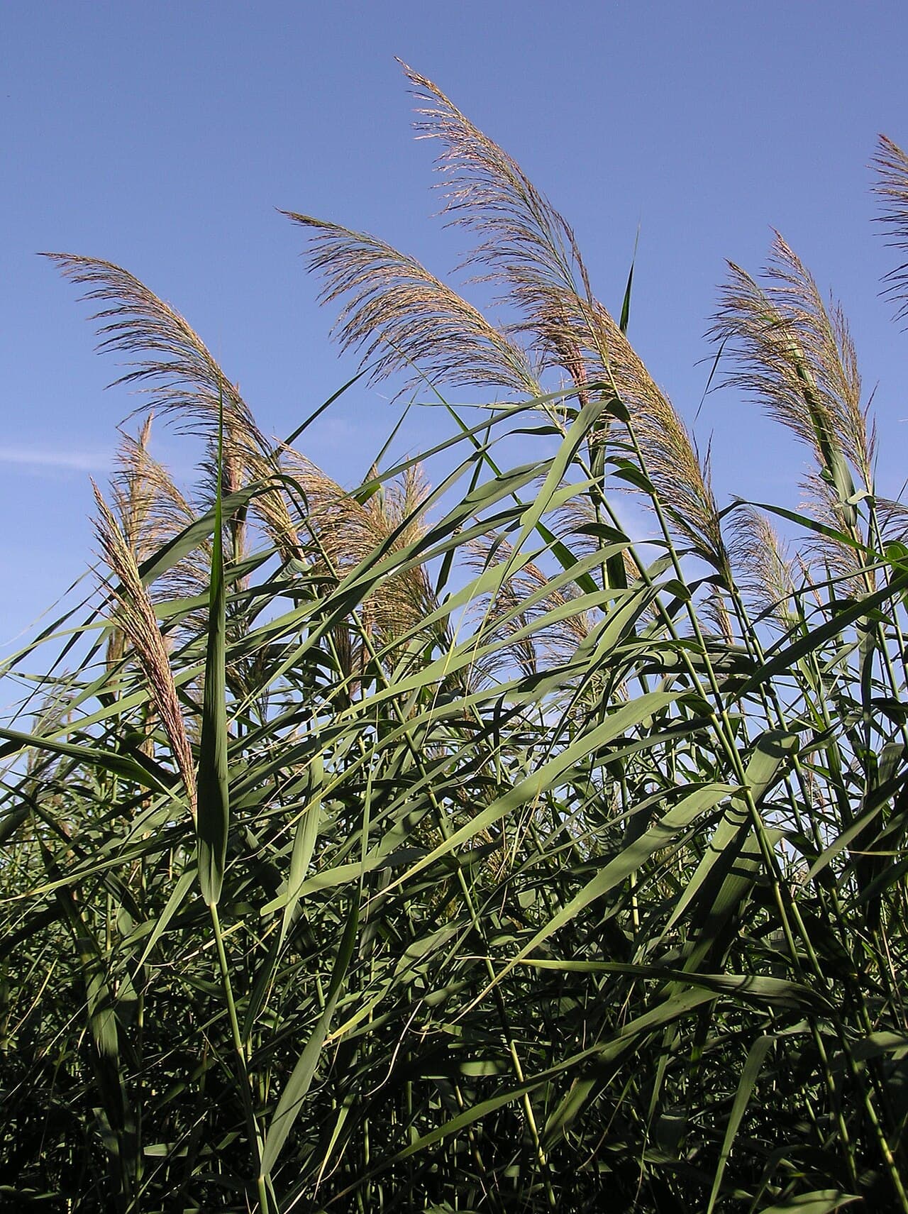 Tall Phragmites common reed topped with feathery purple-brown seed plumes against a blue sky