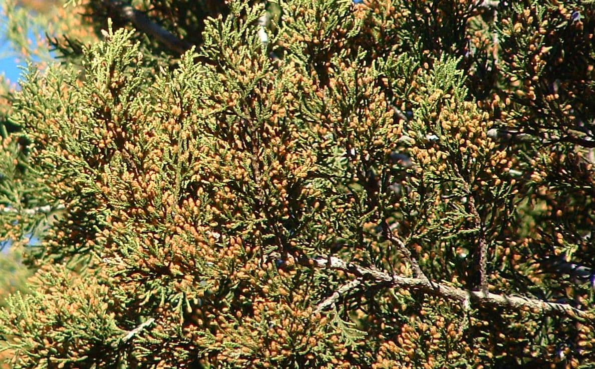 Close-up of Ashe juniper foliage, scale-like green leaves covered in small orange-brown pollen cones