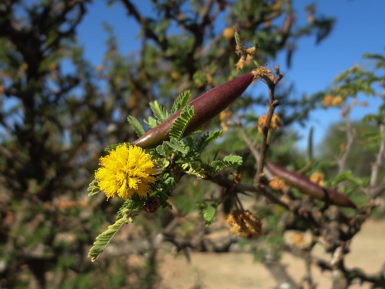 A bright yellow puffball huisache flower beside a dark reddish seed pod and feathery leaves