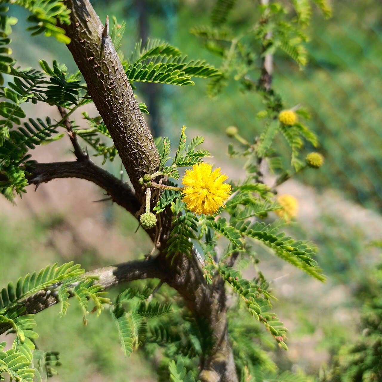 A huisache branch showing paired straight thorns, feathery leaves, and a yellow puffball flower