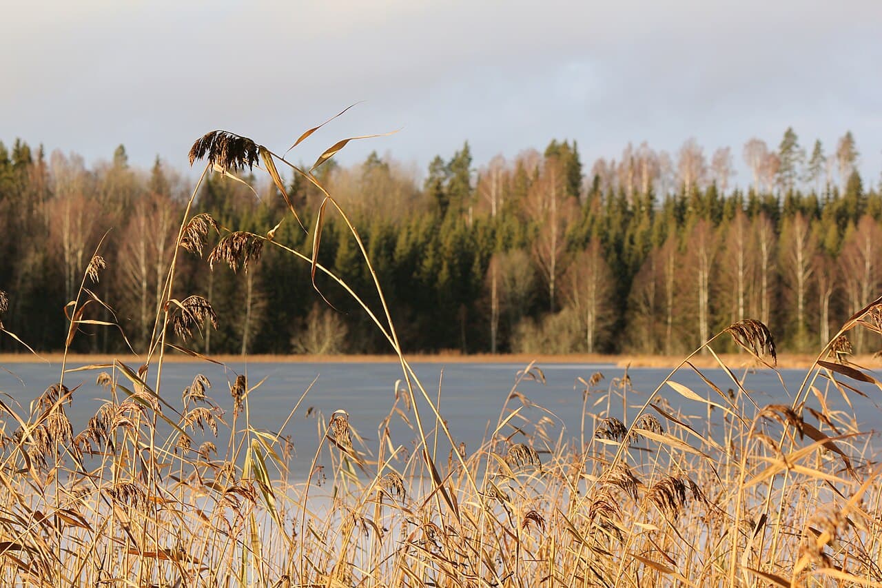 A dense stand of tan Phragmites reeds along the edge of a lake