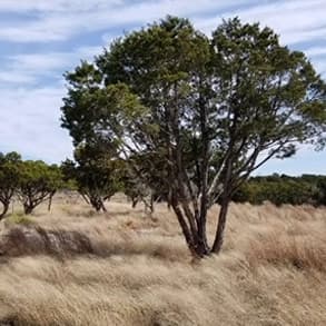 An Ashe juniper (cedar) tree standing in dry Texas grassland