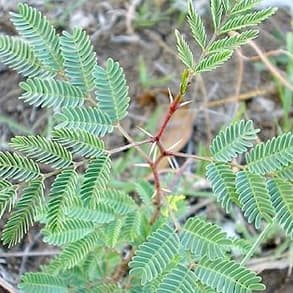A young huisache plant with feathery green leaves and a red thorn