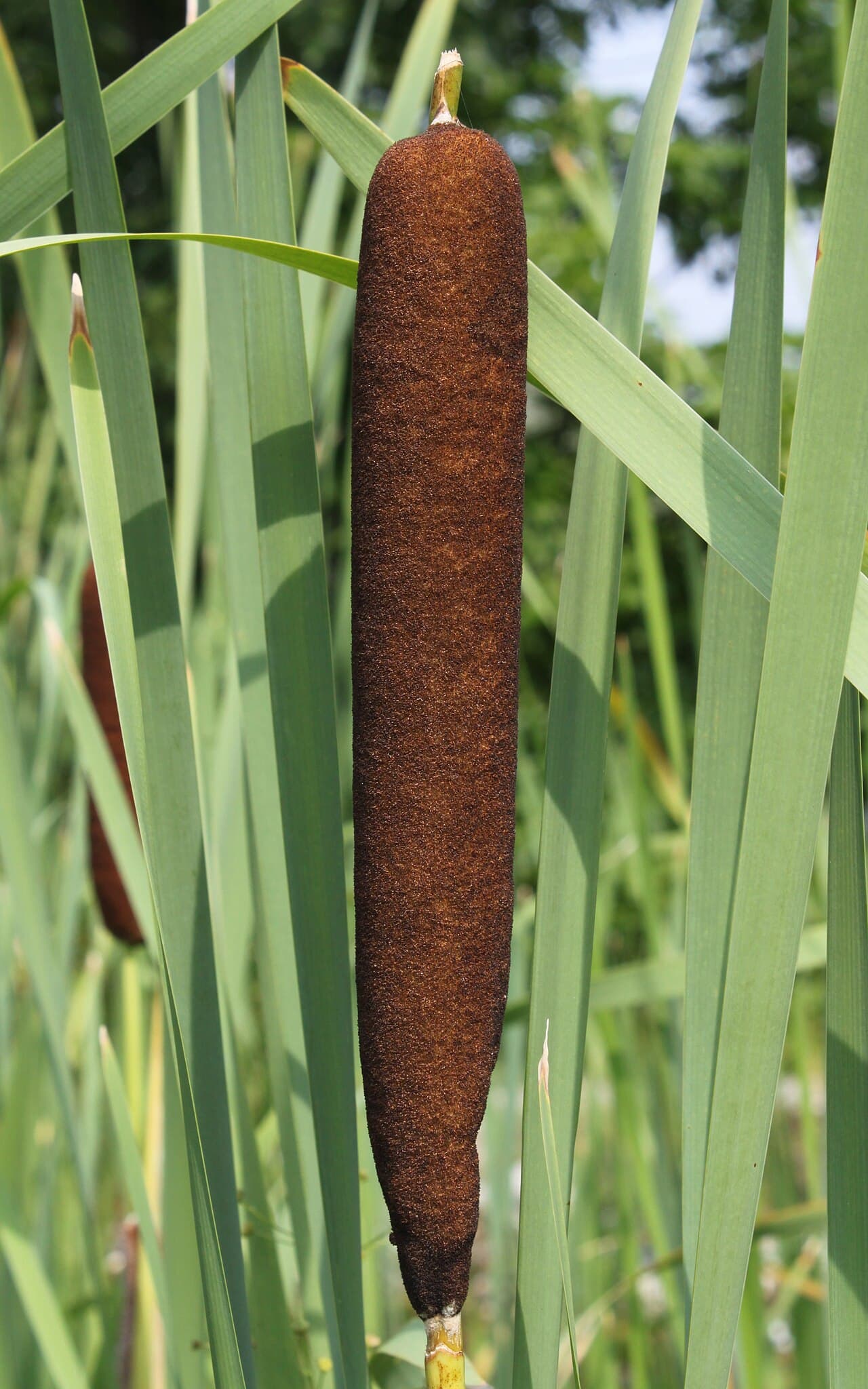A brown, cigar-shaped cattail seed head on its stalk among tall green blades