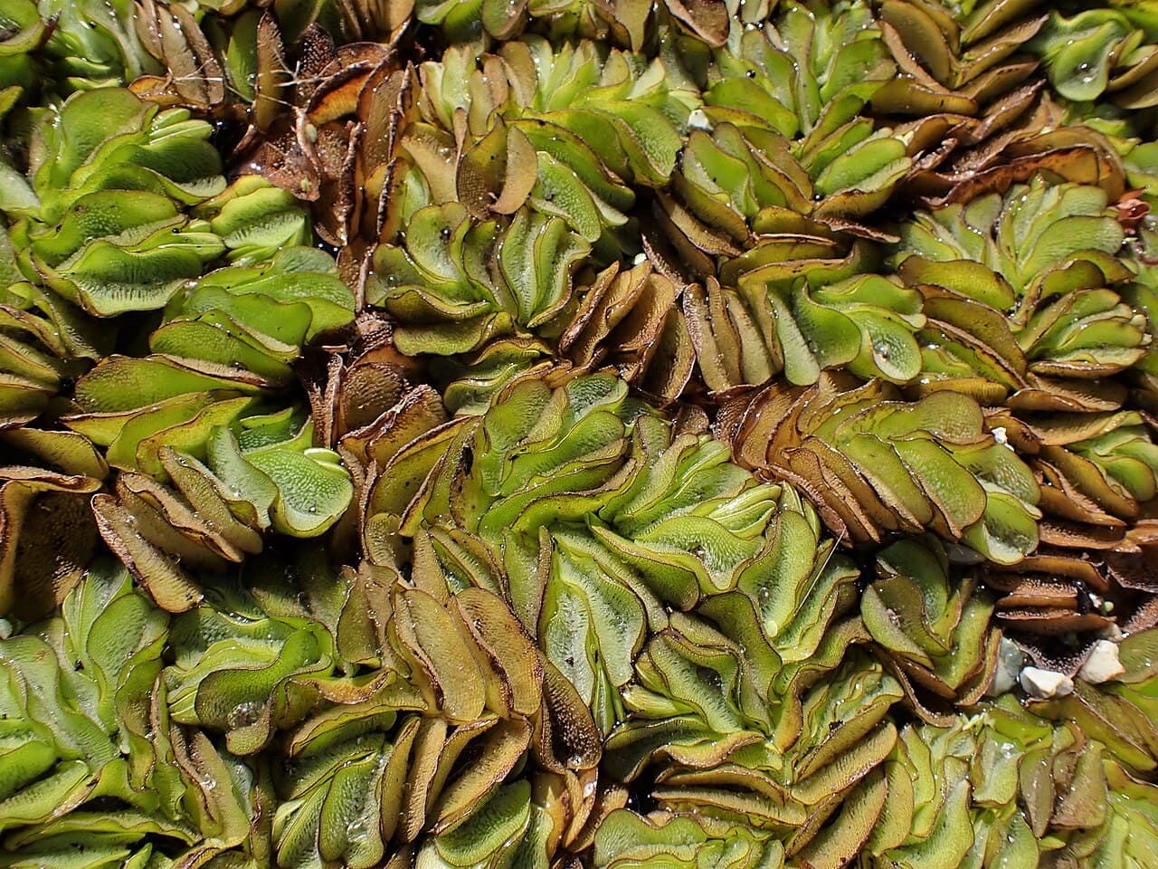 A dense mat of giant salvinia, its paired oval leaves folded together into chains