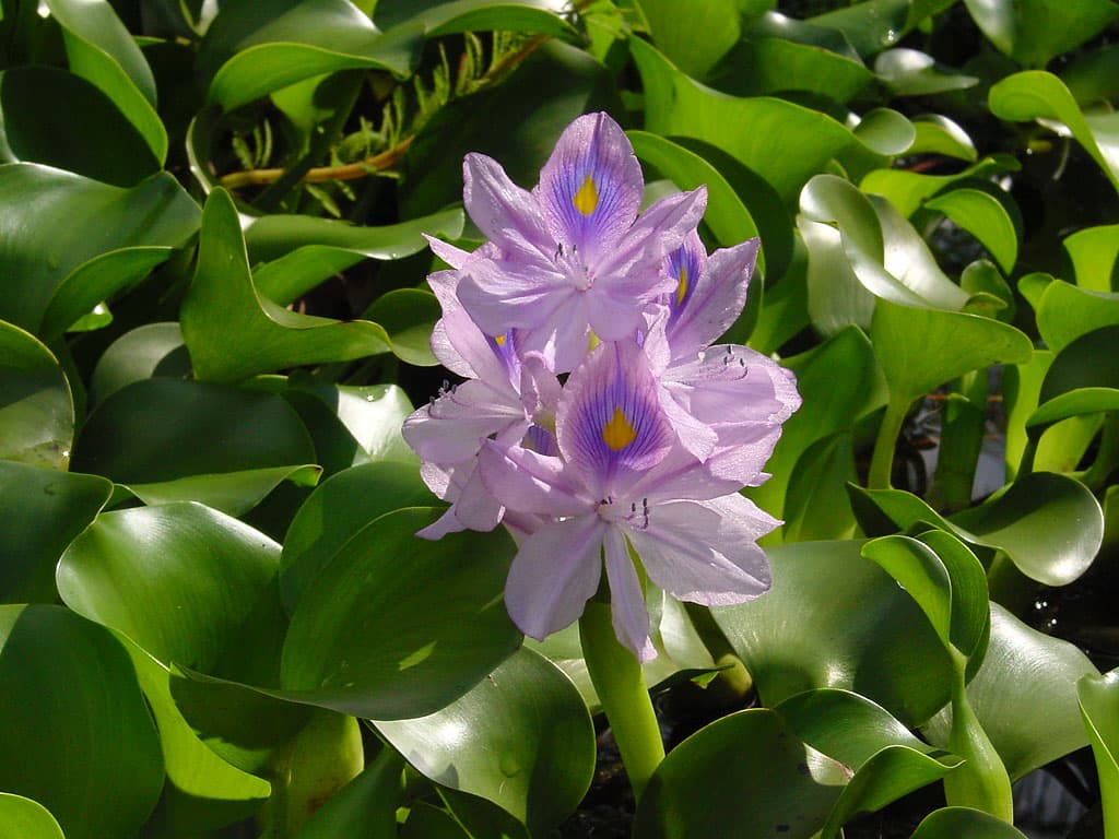 Water hyacinth in bloom, showing round glossy floating leaves and a lavender flower spike
