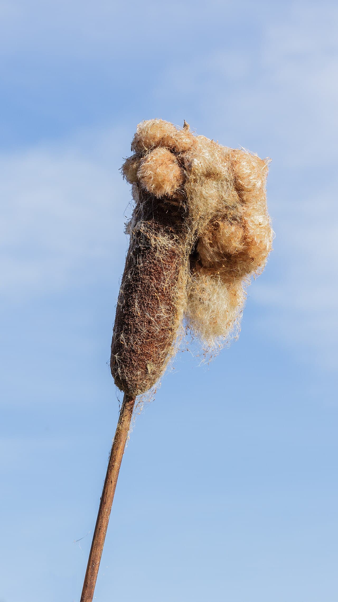 A cattail seed head breaking open into fluffy, wind-borne white seed