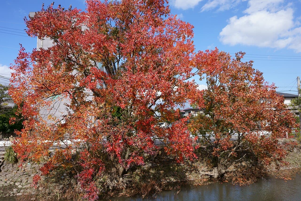 Chinese tallow trees along a river with brilliant red and orange autumn foliage