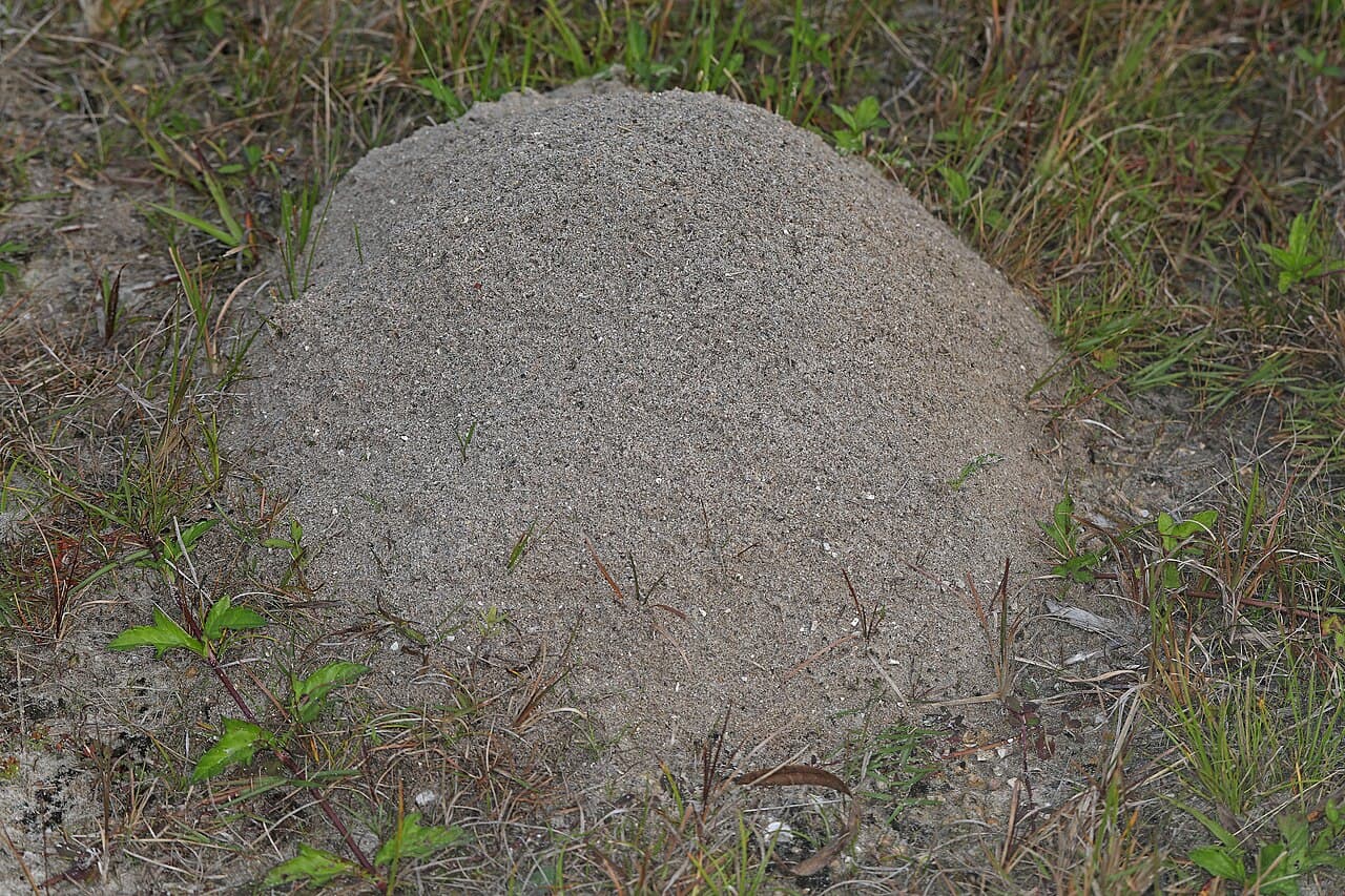 A dome-shaped fire ant mound of loose soil in a grassy pasture