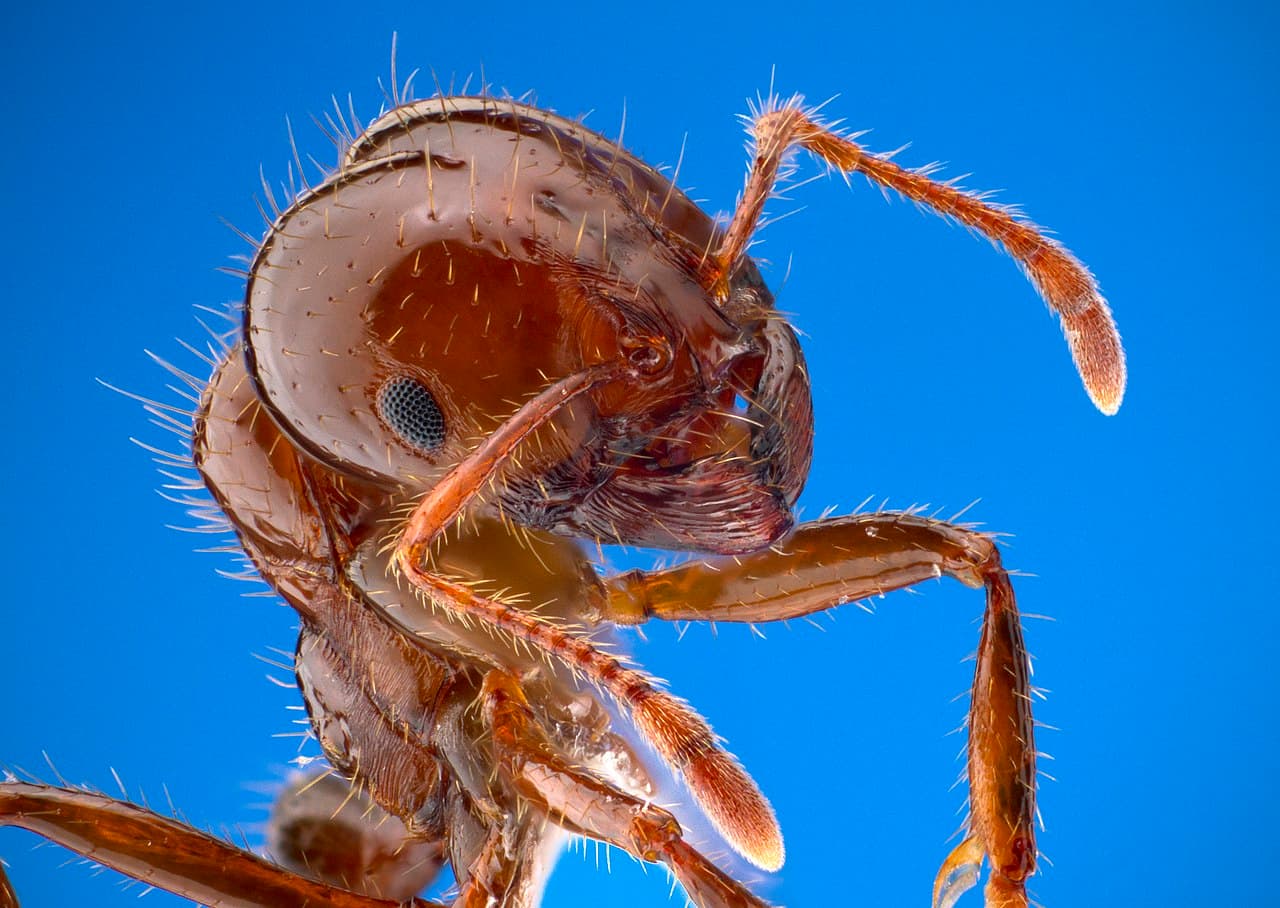 Extreme close-up of a reddish-brown red imported fire ant worker