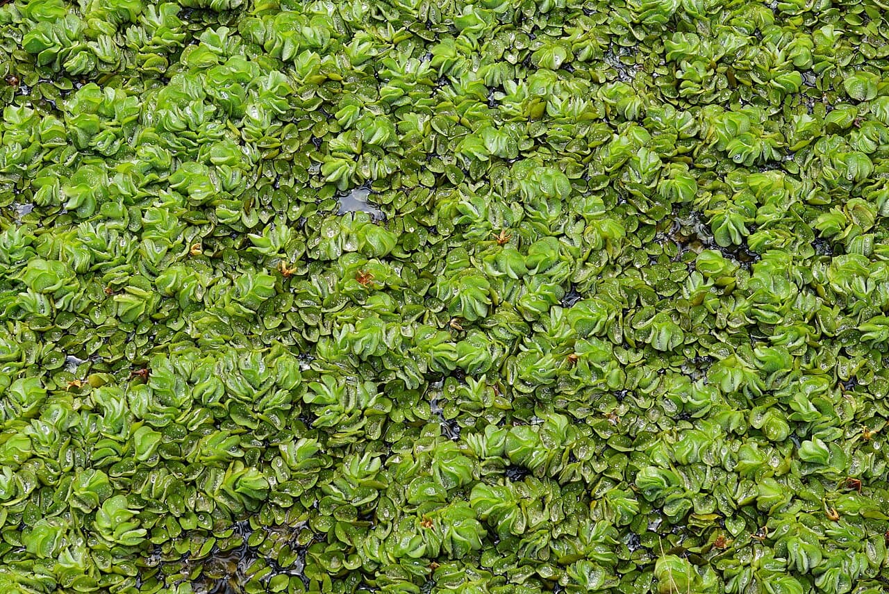 A bright green surface mat of giant salvinia made up of many small paired oval leaves