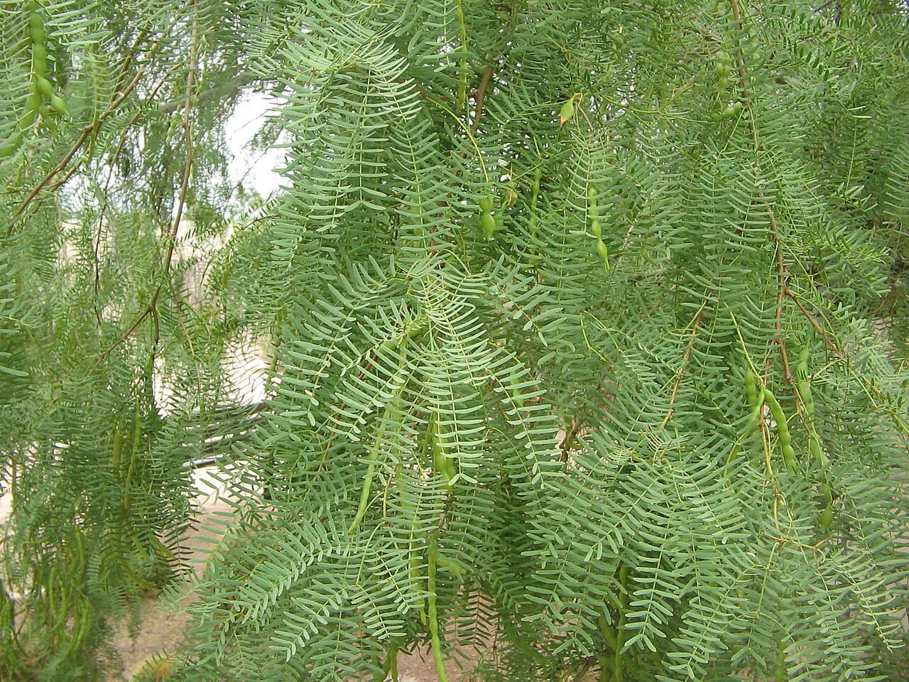 Feathery, fern-like honey mesquite foliage with several small green seed pods forming