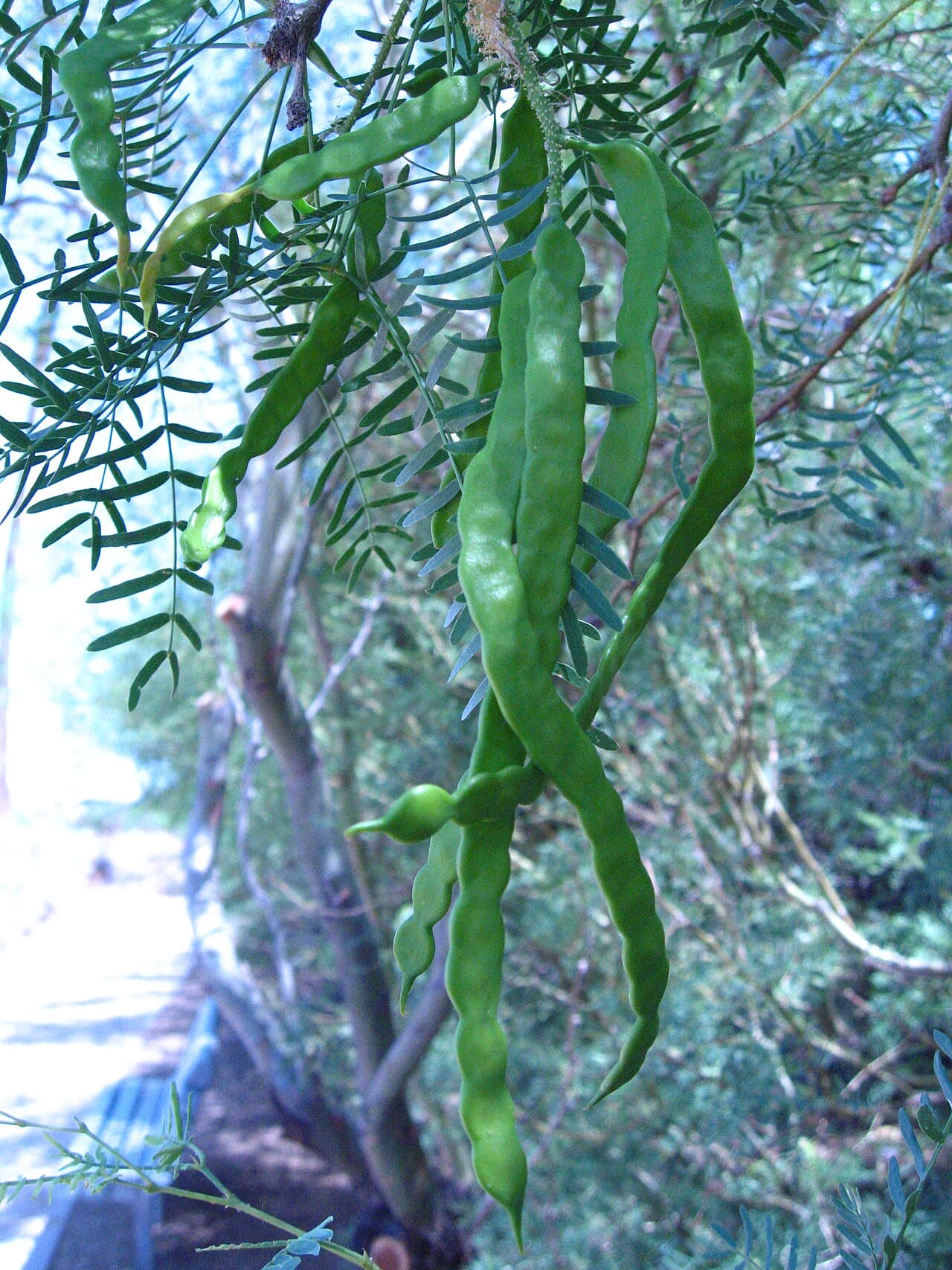 Long, narrow bean-like honey mesquite seed pods hanging from a branch
