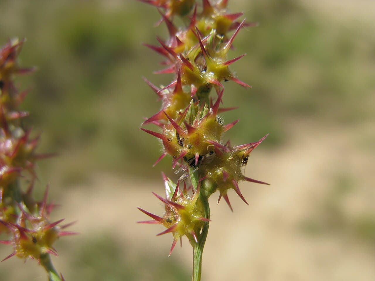 Close-up of a sandbur (grass burr) seed head, rows of spiny straw-and-red burrs along the stalk