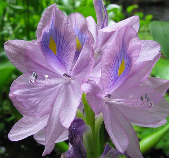 Close-up of a water hyacinth flower, lavender petals with a yellow spot ringed in blue on the top petal