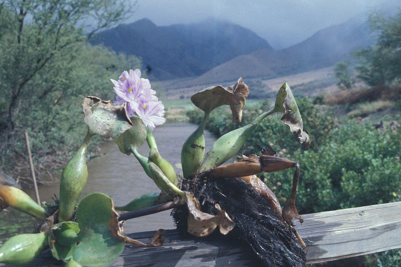 An uprooted water hyacinth plant showing its inflated spongy leaf-stalks and dark trailing roots