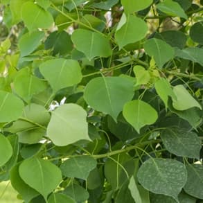 The heart-shaped green leaves of an invasive Chinese tallow tree