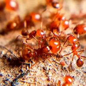 Red imported fire ants clustered on disturbed soil