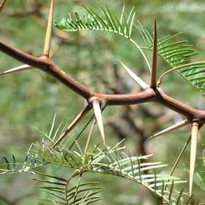 A honey mesquite branch showing its thorns and feathery leaves