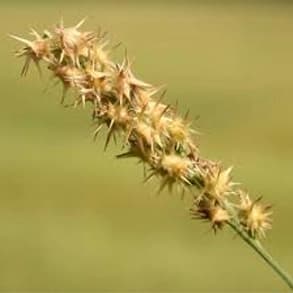 A grass burr (sandbur) seed head covered in spiny burrs