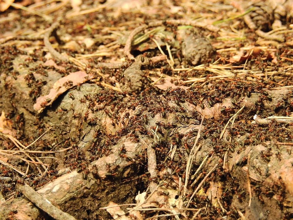 shoreline drone services fire ant treatment