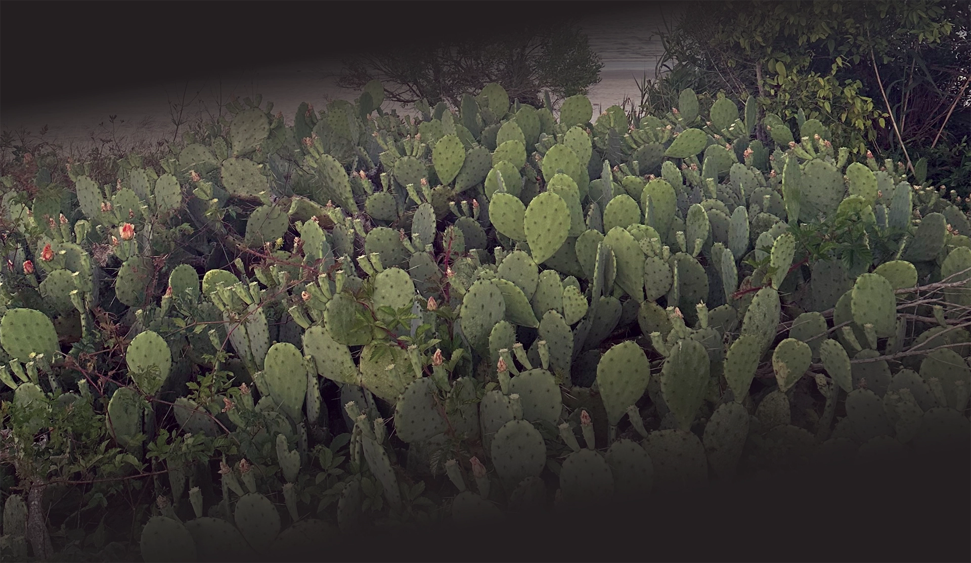 Cactus Treatments | Shoreline Drone Services
