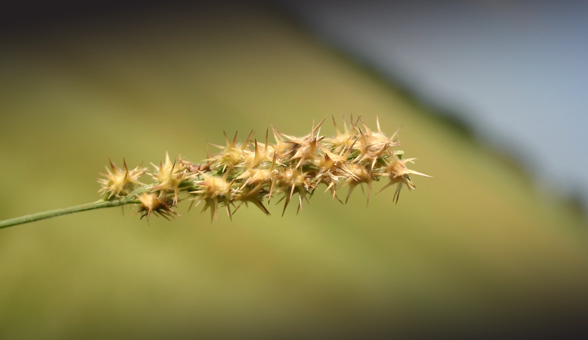 Sticker Burr Treatments | Shoreline Drone Services