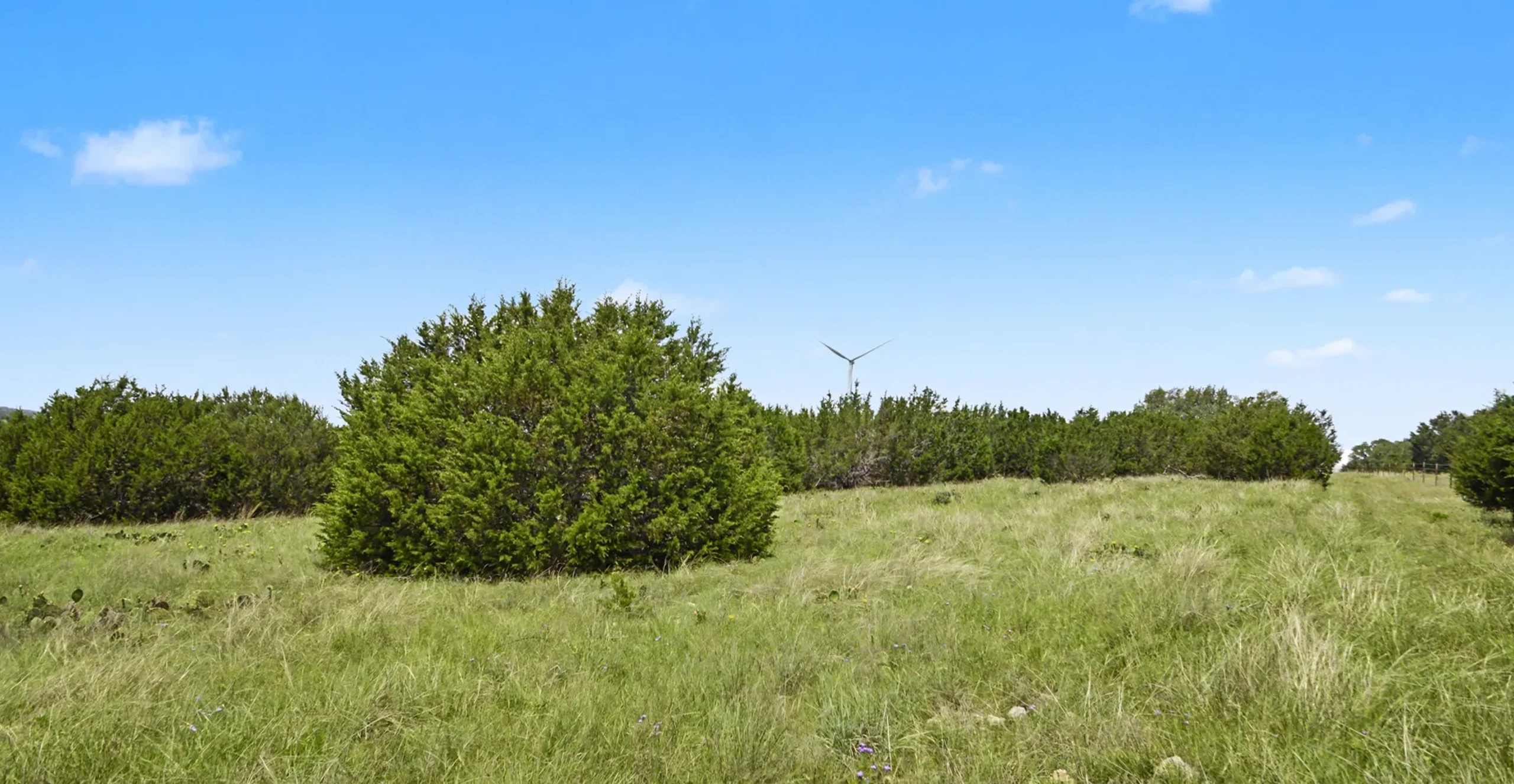 cedar tree treatment shoreline drone
