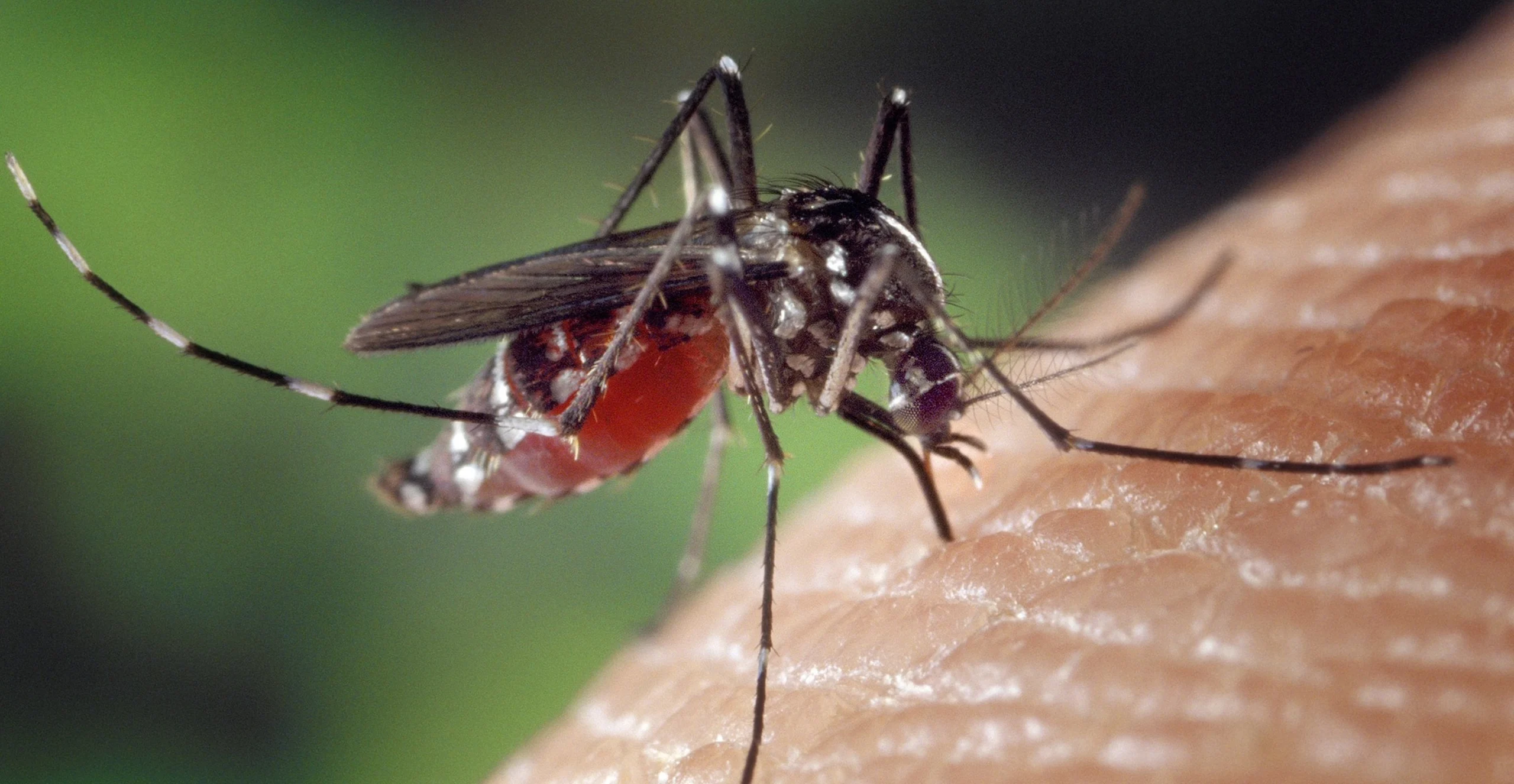 mosquito treatment shoreline drone