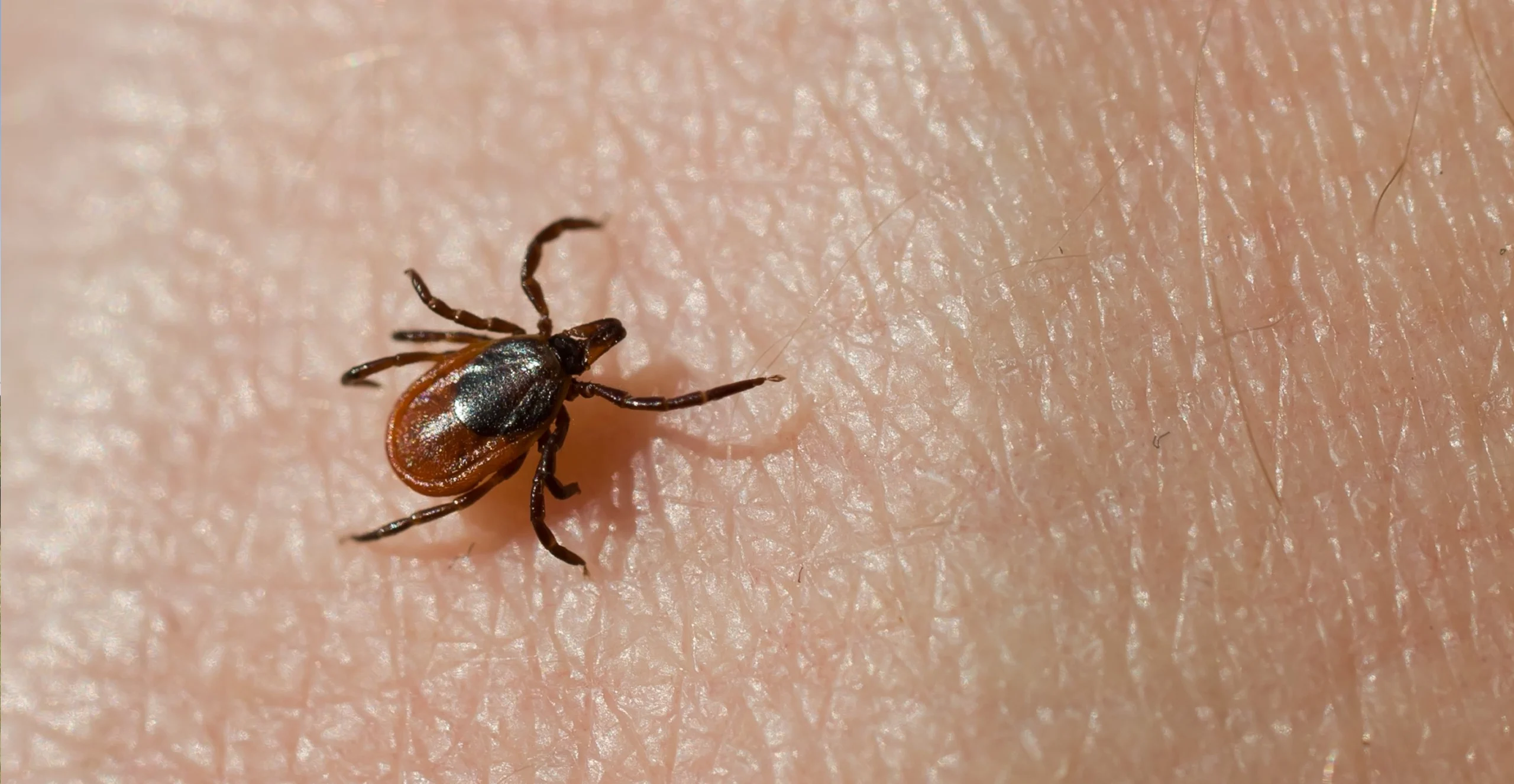 tick treatment shoreline drone